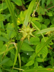 Carex grayi