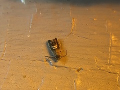 Grapholita interstinctana