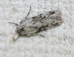 Stenoptena icmaea