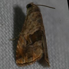 Tripudia rectangula