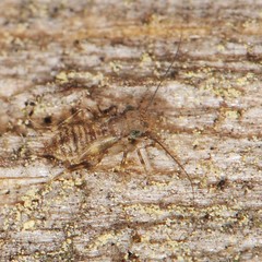 Echmepteryx
