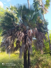 Copernicia prunifera
