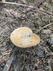 Polyporus radicatus