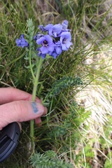 Polemonium confertum