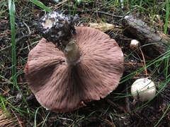 Agaricus sylvaticus occidentalis