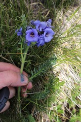 Polemonium confertum