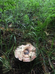 Agaricus sylvaticus occidentalis