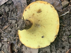 Polyporus radicatus