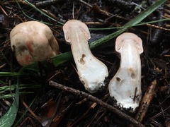 Agaricus sylvaticus occidentalis