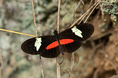 Heliconius himera