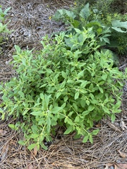 Trichostema nesophilum