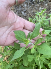 Trichostema nesophilum