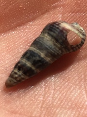 Batillaria attramentaria