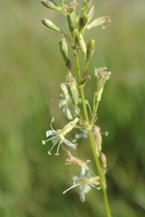 Silene sibirica