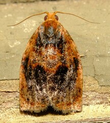 Archips infumatana
