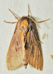 Lapara coniferarum