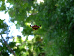 Gasteracantha thorelli