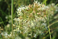 Silene sibirica