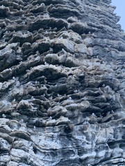 Rissa tridactyla tridactyla