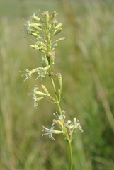 Silene sibirica