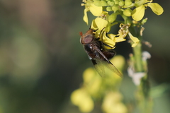Copestylum spinigerum