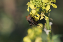 Copestylum spinigerum
