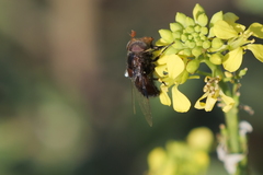 Copestylum spinigerum