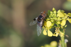 Copestylum spinigerum