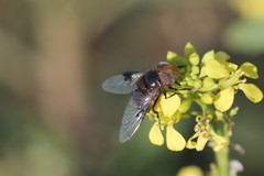 Copestylum spinigerum