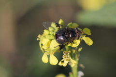 Copestylum spinigerum