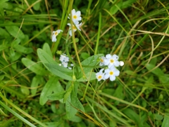 Myosotis