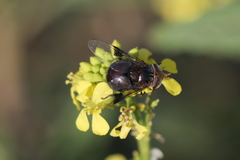 Copestylum spinigerum