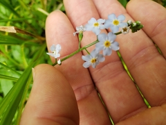 Myosotis