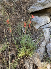 Penstemon rostriflorus