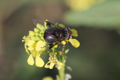 Copestylum spinigerum