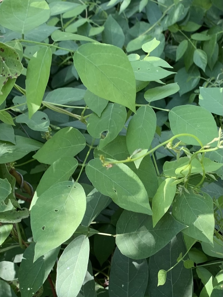 American groundnut from Saukville, WI, US on July 28, 2022 at 05:13 PM ...