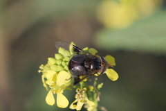 Copestylum spinigerum
