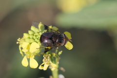 Copestylum spinigerum