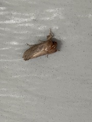 Acrolophus arcanella