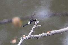 Pseudothemis zonata