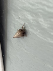 Acrolophus arcanella