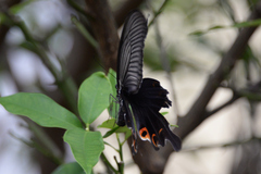 Papilio demetrius demetrius