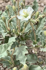 Acleisanthes diffusa