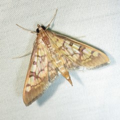 Mimorista subcostalis