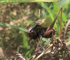 Zeuneriana abbreviata