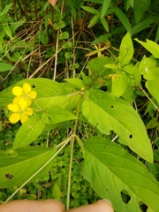 Lysimachia ciliata