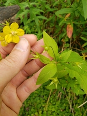 Lysimachia ciliata