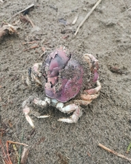 Pseudocorystes sicarius