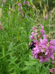 Lythrum salicaria