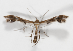 Dejongia lobidactylus